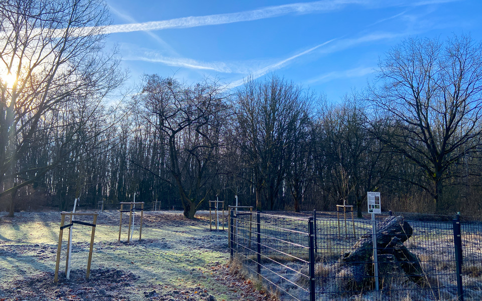 Baumpflanzungen und Totholzpyramide, Foto: Julia Kussatz