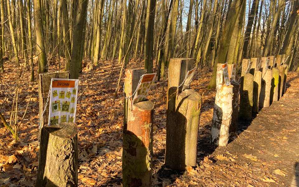 Baumlehrpfad, Foto: Julia Kussatz