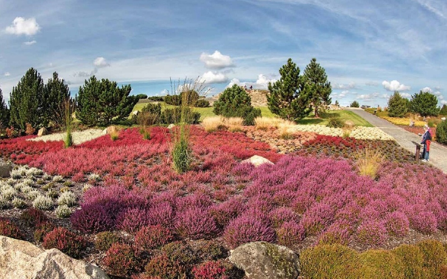 Heideblüte, Foto: H.P. Berwig, Lizenz: Förderverein Findlingspark
