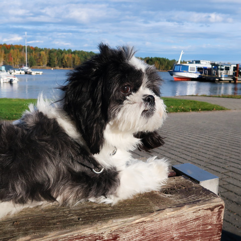 Urlaub mit Hund im Hafencamp, Foto: Julia Kussatz